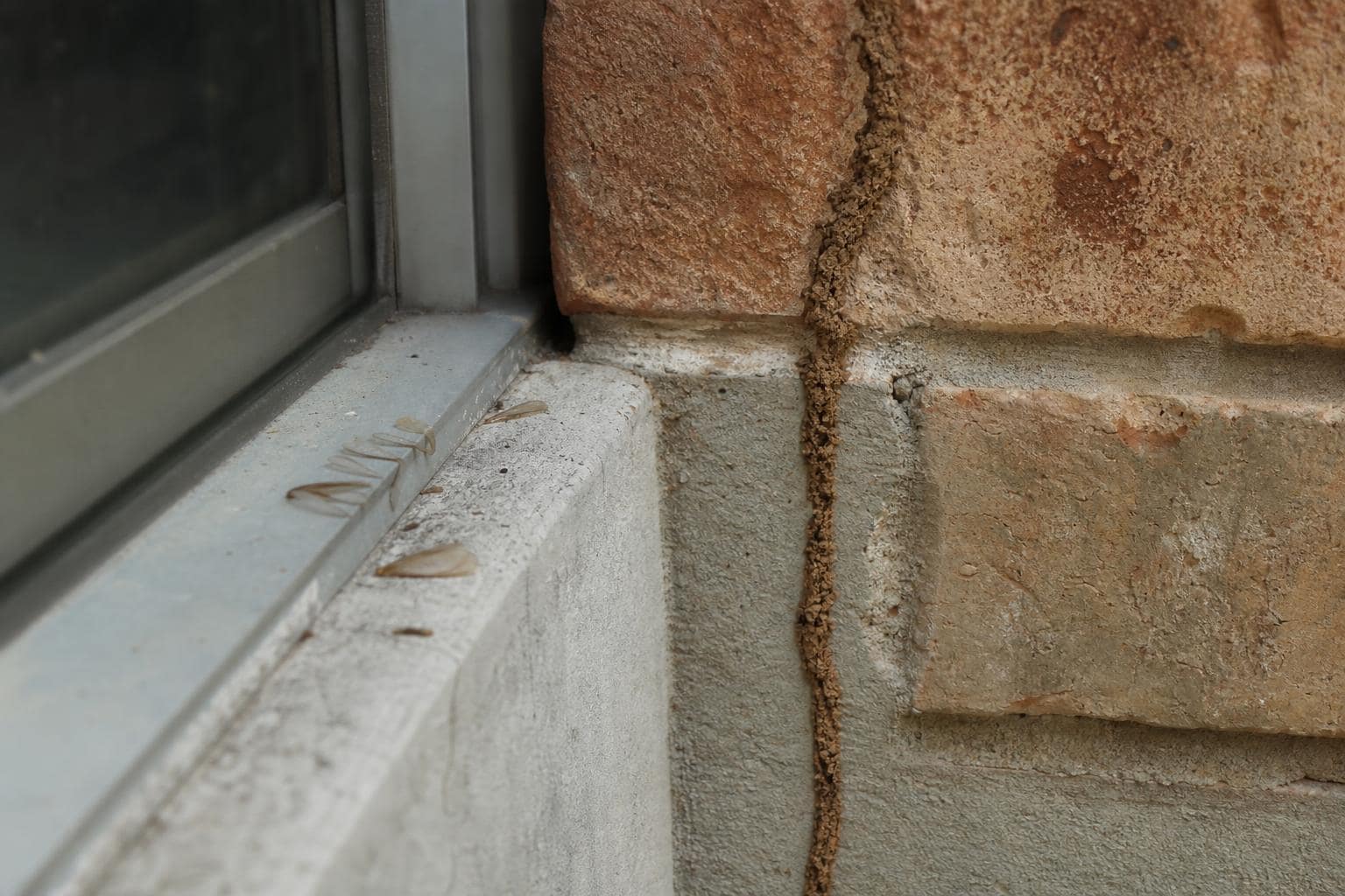 Termites Dallas Homeowners Should Know: Signs and Swarmers to Look For